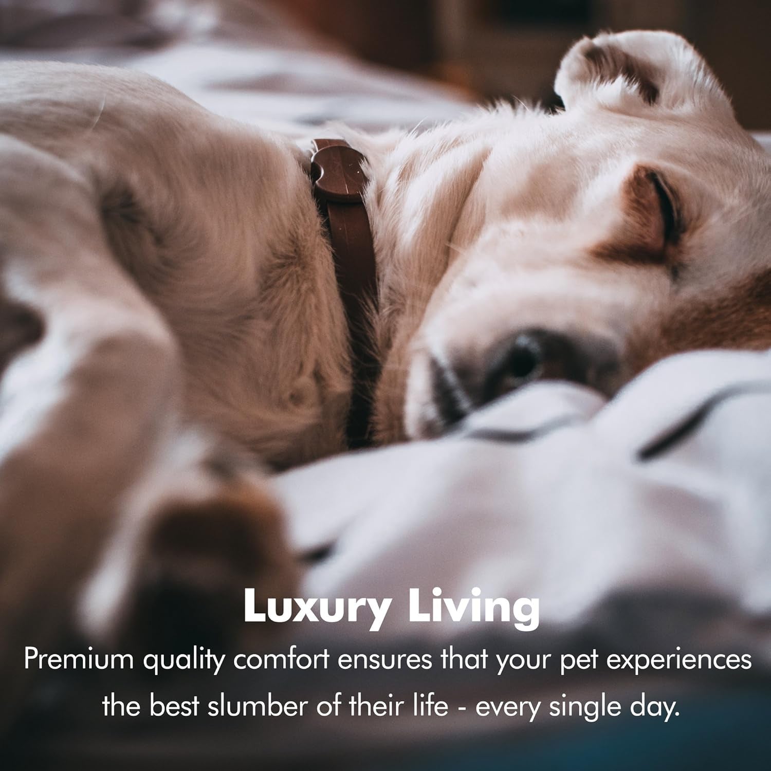 Orthopedic Dog Bed Lounge Sofa Removable Cover 100% Suede Mattress Memory-Foam with Bolster Rim Premium Prestige Edition